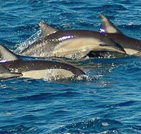 Dolphin Swim Australia - Accommodation Mt Buller
