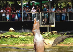 Crocodylus Park - Accommodation Mt Buller 2