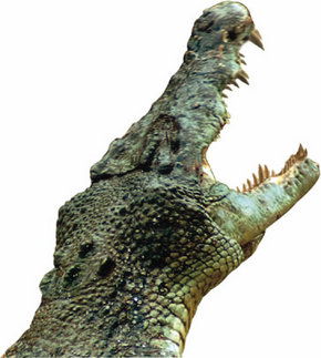 Crocodylus Park - Accommodation Mt Buller 3