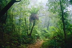 Lamington National Park And OReillys - Accommodation Mt Buller 0