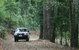 Lamington National Park And OReillys - thumb 2