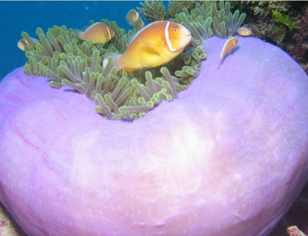 Silver Swift - Accommodation Mt Buller 1