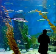 Melbourne Aquarium - Accommodation Mt Buller