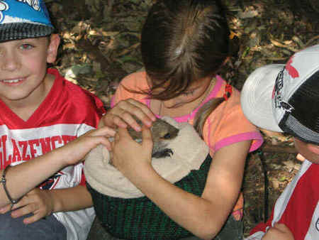Koala Park Sanctuary - Accommodation Mt Buller 3
