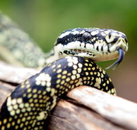 Reptile Encounters - Accommodation Mt Buller