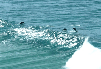 Beach Trekkers North Stradbroke Island - Accommodation Mt Buller 2