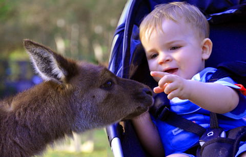 Australian Reptile Park - Accommodation Mt Buller 6