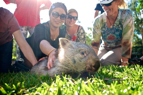 Australian Reptile Park - Accommodation Mt Buller 10