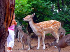 Birdland Animal Park - Accommodation Mt Buller 4