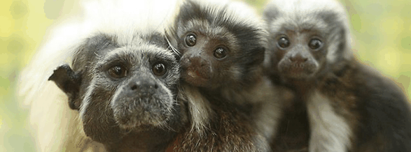 Alma Park Zoo - Accommodation Mt Buller 3