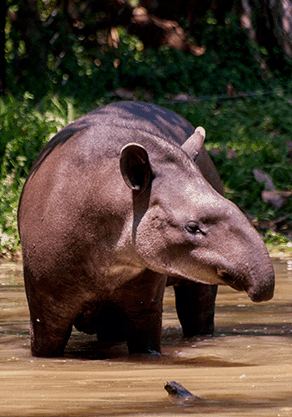 Alma Park Zoo - Accommodation Mt Buller 4