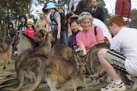East Coast Natureworld - Accommodation Mt Buller 4