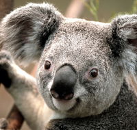 Potoroo Palace - Accommodation Mt Buller