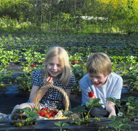 Blue Hills Berries  Cherries - Accommodation Mt Buller