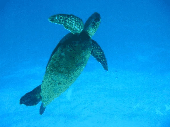 Redcliffe QLD Accommodation Mt Buller