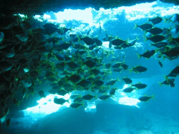 Big Cat Reality - Accommodation Mt Buller 3