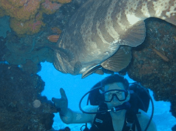 Big Cat Reality - Accommodation Mt Buller 4