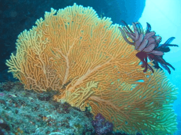 Big Cat Reality - Accommodation Mt Buller 5