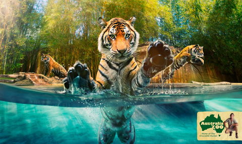 Australia Zoo - Accommodation Mt Buller 9