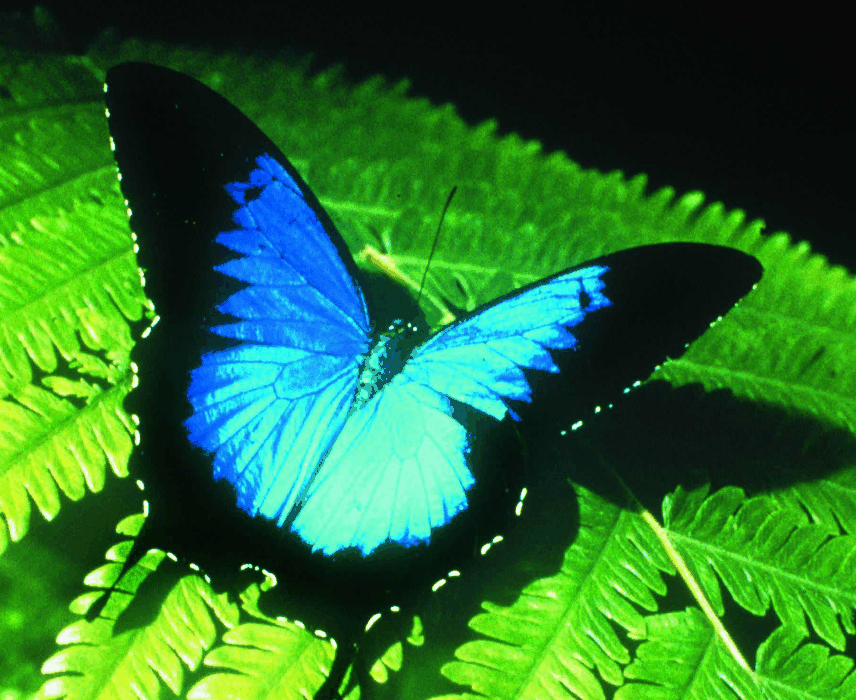 Australian Butterfly Sanctuary - Accommodation Mt Buller 0