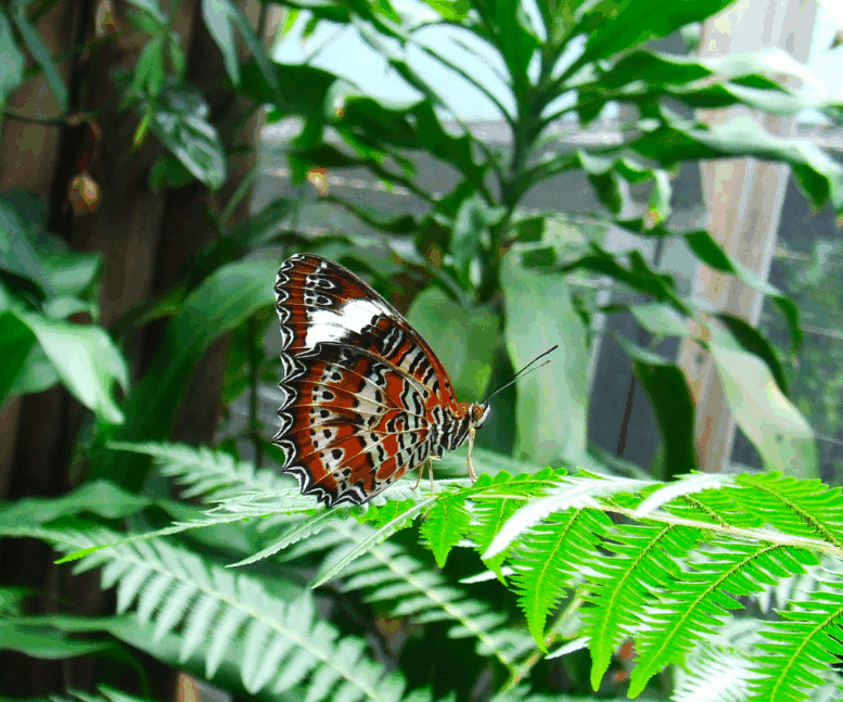 Australian Butterfly Sanctuary - Accommodation Mt Buller 1