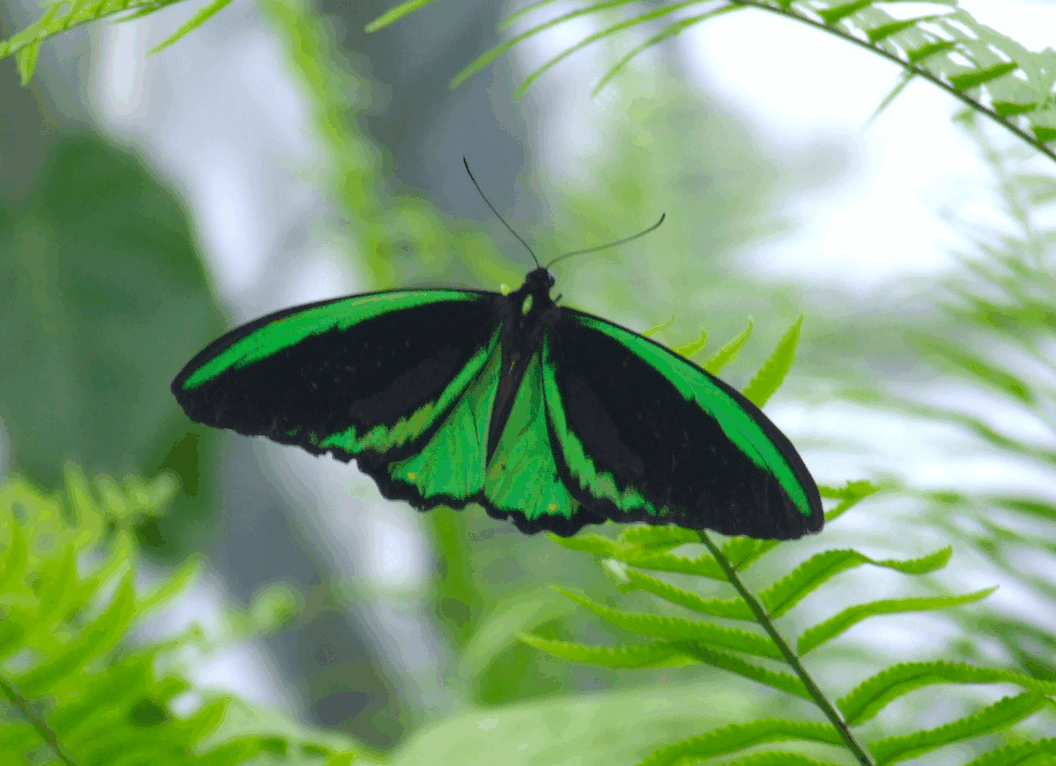 Australian Butterfly Sanctuary - Accommodation Mt Buller 2