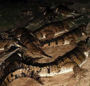 Cairns Night Zoo - Accommodation Mt Buller 3