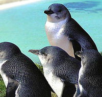 Rockingham Wild Encounters - Accommodation Mt Buller