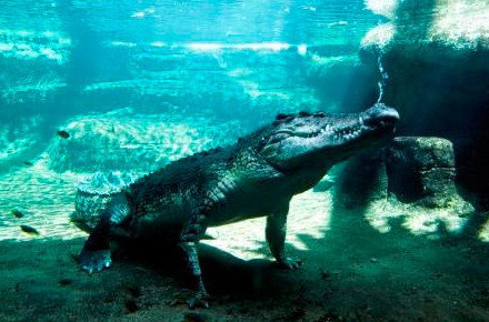 WILD LIFE Sydney Zoo - Accommodation Mt Buller 0
