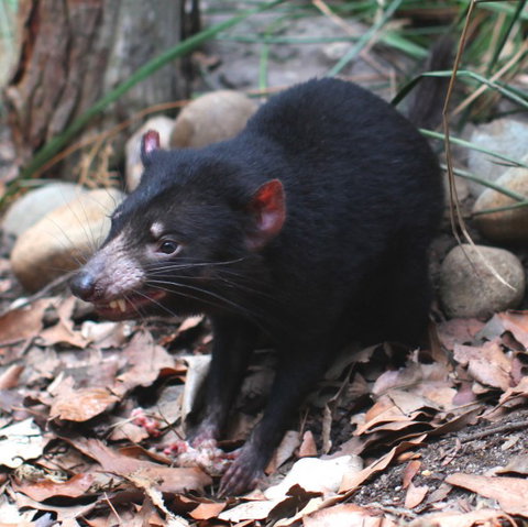 WILD LIFE Sydney Zoo - Accommodation Mt Buller 5