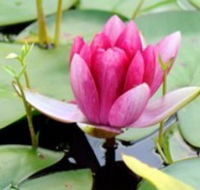 The Lotus Day Spa and Retreat - Accommodation Mt Buller