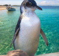Penguin Island - Accommodation Mt Buller