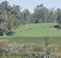 Scenic Drives - Bunbury Collie Donnybrook - Accommodation Mt Buller