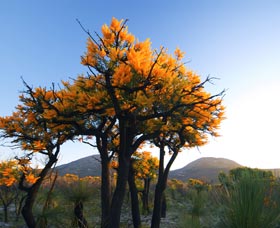 Cape Le Grand National Park - Accommodation Mt Buller 0