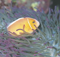Rowley Shoals - Accommodation Mt Buller