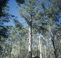 Diamond Tree Lookout Manjimup - Accommodation Mt Buller