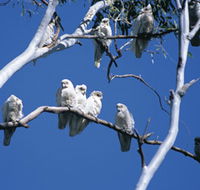 Carawine Gorge - Accommodation Mt Buller