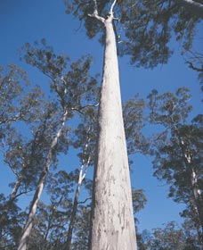 The Four Aces - Accommodation Mt Buller 0