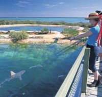Shark Bay Marine Park - Accommodation Mt Buller
