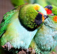 Rainbow Jungle - The Australian Parrot Breeding Centre - Accommodation Mt Buller