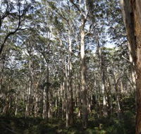 Boranup Karri Forest - Accommodation Mt Buller