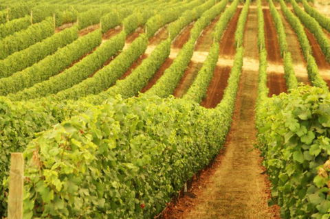 MadFish Wines Margaret River - Accommodation Mt Buller 0