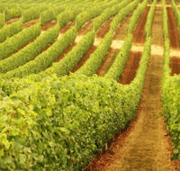 MadFish Wines Denmark - Accommodation Mt Buller