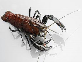 Andermel Marron - Accommodation Mt Buller 0