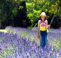 Brayfield Park Lavender Farm