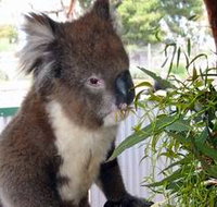 Glen-Forest Tourist Park - Accommodation Mt Buller