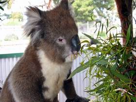 Glen-Forest Tourist Park - Accommodation Mt Buller 0