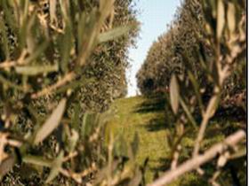 Evilo Estate - Accommodation Mt Buller 0