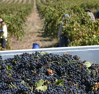 Rolf Binder Wines - Accommodation Mt Buller