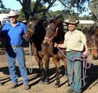 Coffin Bay Brumby Preservation Society Incorporated - Accommodation Mt Buller
